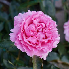 Yves Jeanne Loriod Rose
