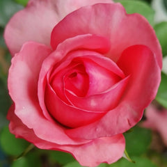 Yves bridal Rose