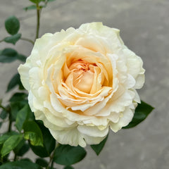 Yves golden piaget Rose