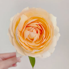 Yves golden piaget Rose