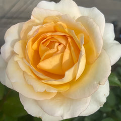Yves golden piaget Rose