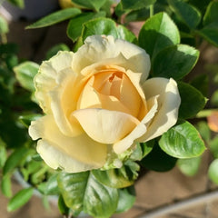 Yves golden piaget Rose