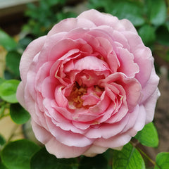 Yves peche Rose