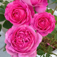 Yves piaget Rose
