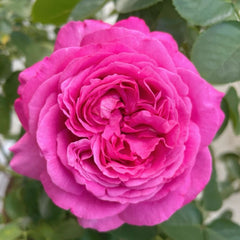 Yves piaget Rose