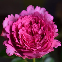 Yves piaget Rose
