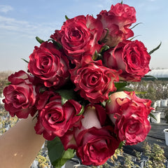 Ducati rose-杜卡迪| Netherlands Cut Roses-Pre-Sale