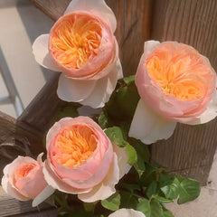 Chinese Juliet Rose