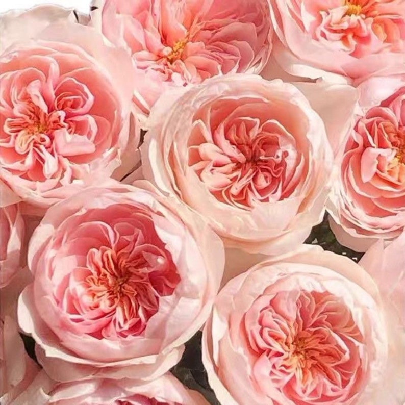 Sabrina 萨布丽娜 climbing Rose. Continue Blooming. Will ship