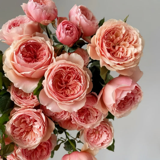 Makoto Rose Review: A Fragrant, Heat-Tolerant Beauty from Japan