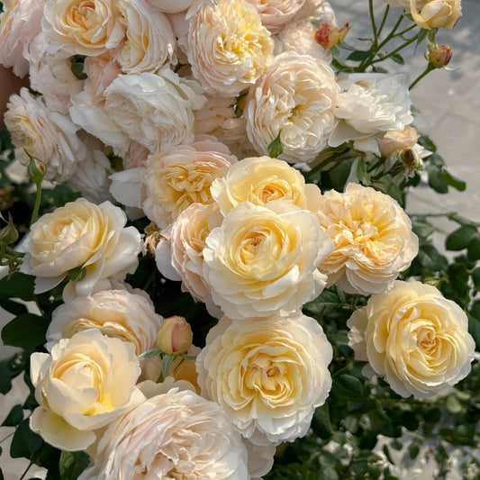 Floribunda Roses: A Vibrant Choice for Urban and Garden Landscaping