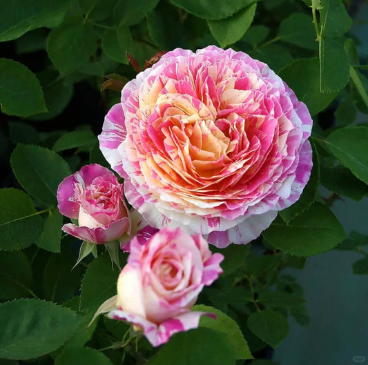 Classic Striped Rose Varieties: A Gardener’s Guide to Bold, Patterned Blooms