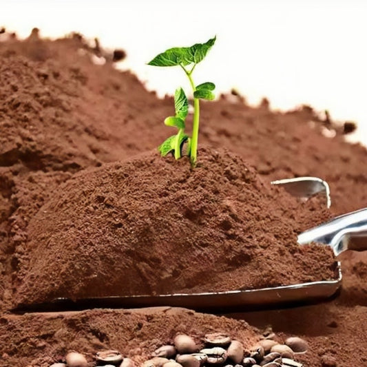 Coffee Grounds as Rose Fertilizer: A Natural Guide for Vibrant Roses
