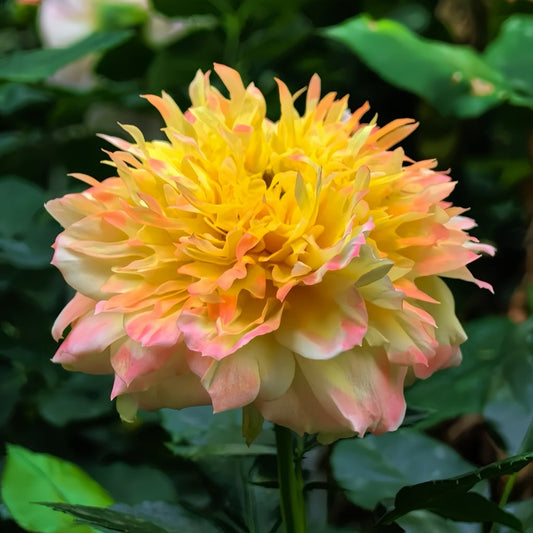 Fireworks Wave – A Chrysanthemum-Inspired Rose Worth Collecting