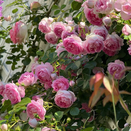 Jasmina vs. Pierre de Ronsard: A Tale of Two Iconic Climbing Roses