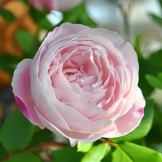 Madame Pierre Oger Rose – A Rare Climbing Rose with Blush-Pink, Fragrant Blooms