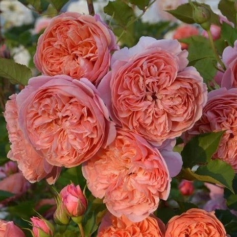 🌹 How to Make Your Roses Bloom Abundantly: A Complete Rose Care Guide