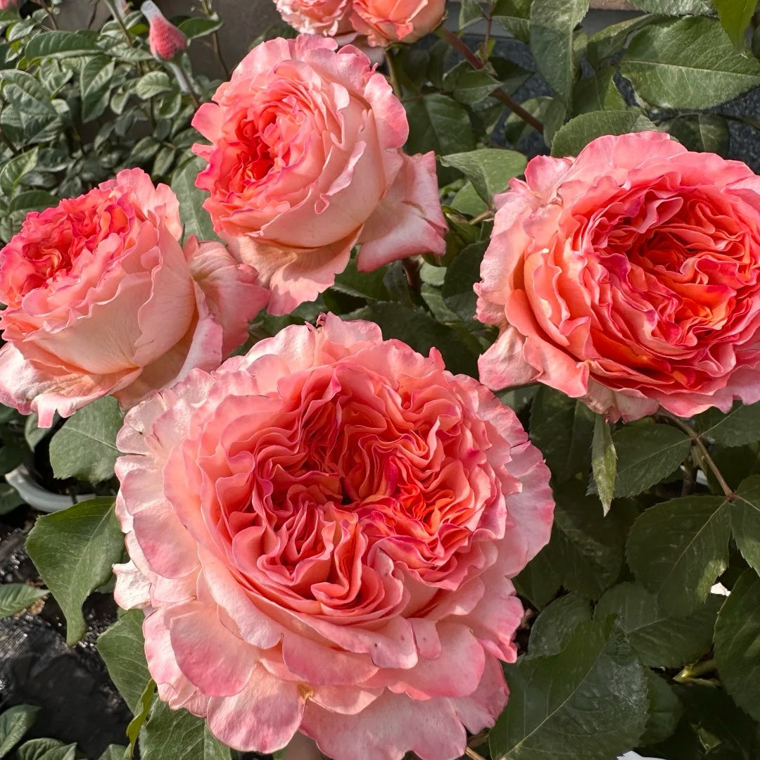 Dima Bombastic 6 Expert Tips to Make Your Roses Bloom Profusely – A Guide to Bushy Ro ...