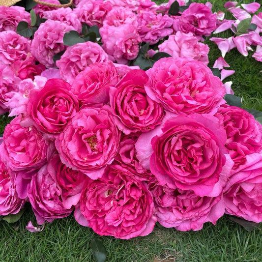Best Yves Piaget Rose Varieties: A Guide to the Iconic Fragrant Series