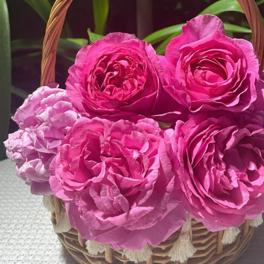 How to Grow Yves Piaget Roses: Care Tips for the Elegant Japanese Seri ...