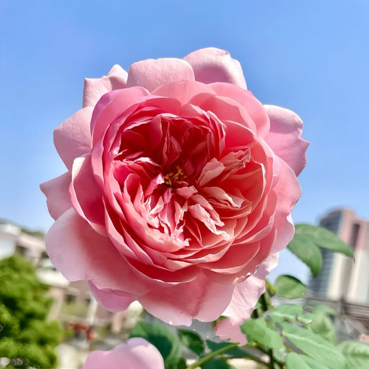 Discover the Ausgrab Rose: A Timeless English Beauty from David Austin