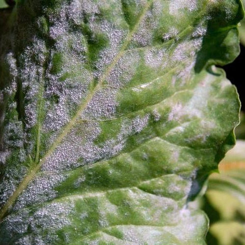 Rose Powdery Mildew: Key Patterns, Influencing Factors, Prevention, and Treatment