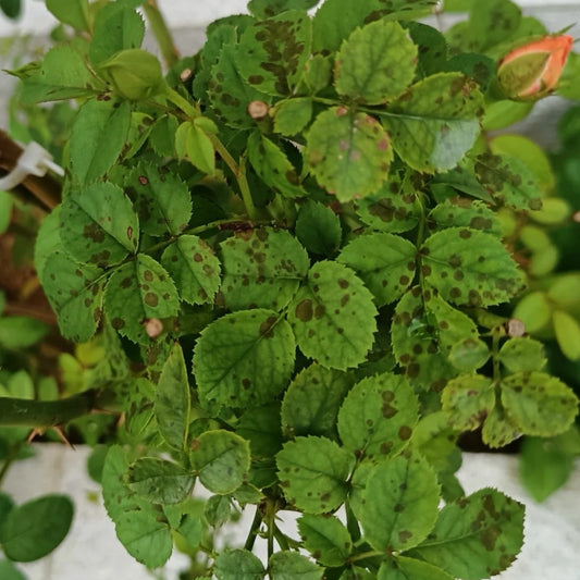 Rose Black Spot: A Complete Guide to Protecting Your Roses from This Common Fungal Disease