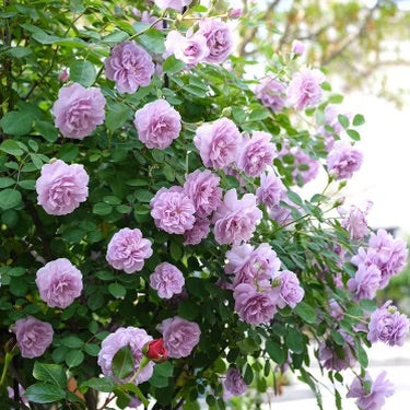 Climbing Roses