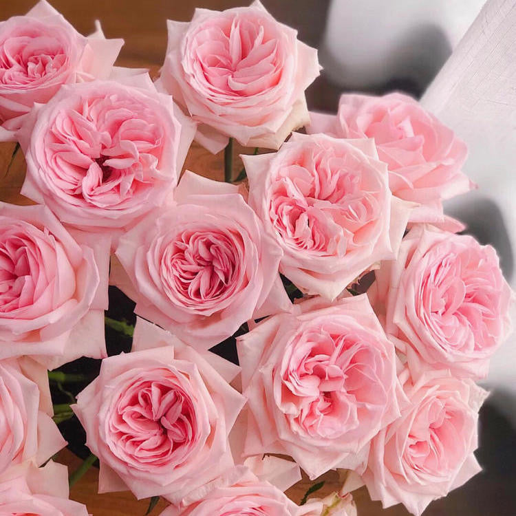 All Roses | Ergongzy Roses
