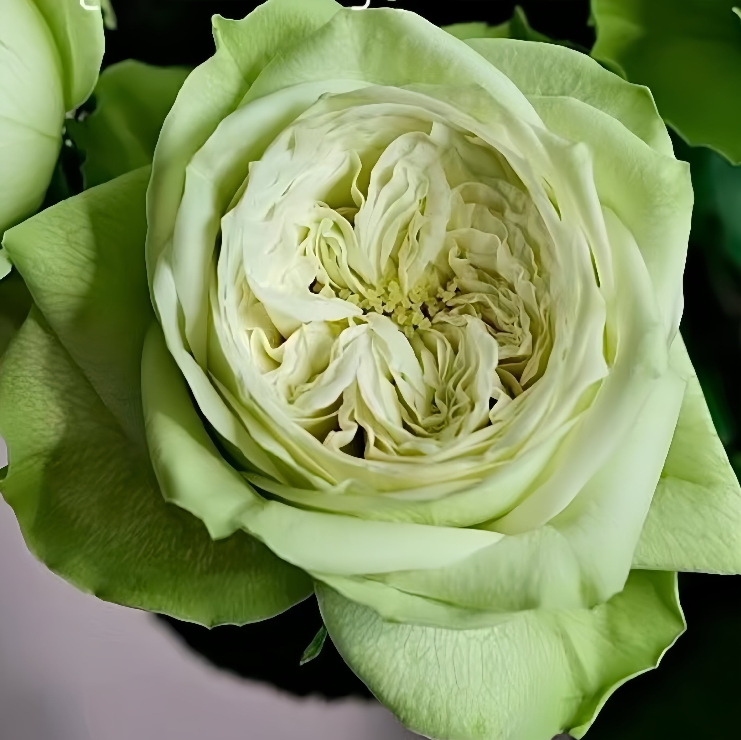 Rose Yagi Green 八目绿 new Japanese Rose. Very green.