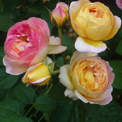 Rosomane janon Rose-罗曼尼詹森｜France Shrub Rose