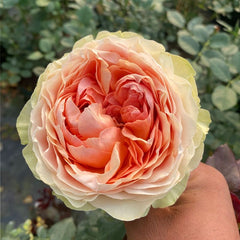 Gravity Rose-吸引力｜Dutch Cut Rose