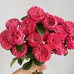 Flamingo Rose-火烈鸟｜France Shrub Rose