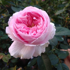 Yves No. 4 伊芙四号芳香｜Japanese Shrub Rose