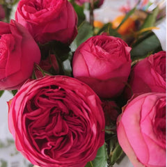 RED Piano Rose-红钢琴｜Germany Shrub Rose