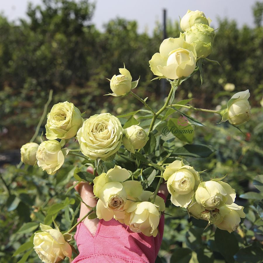 Rose lovely green. 可爱绿月季