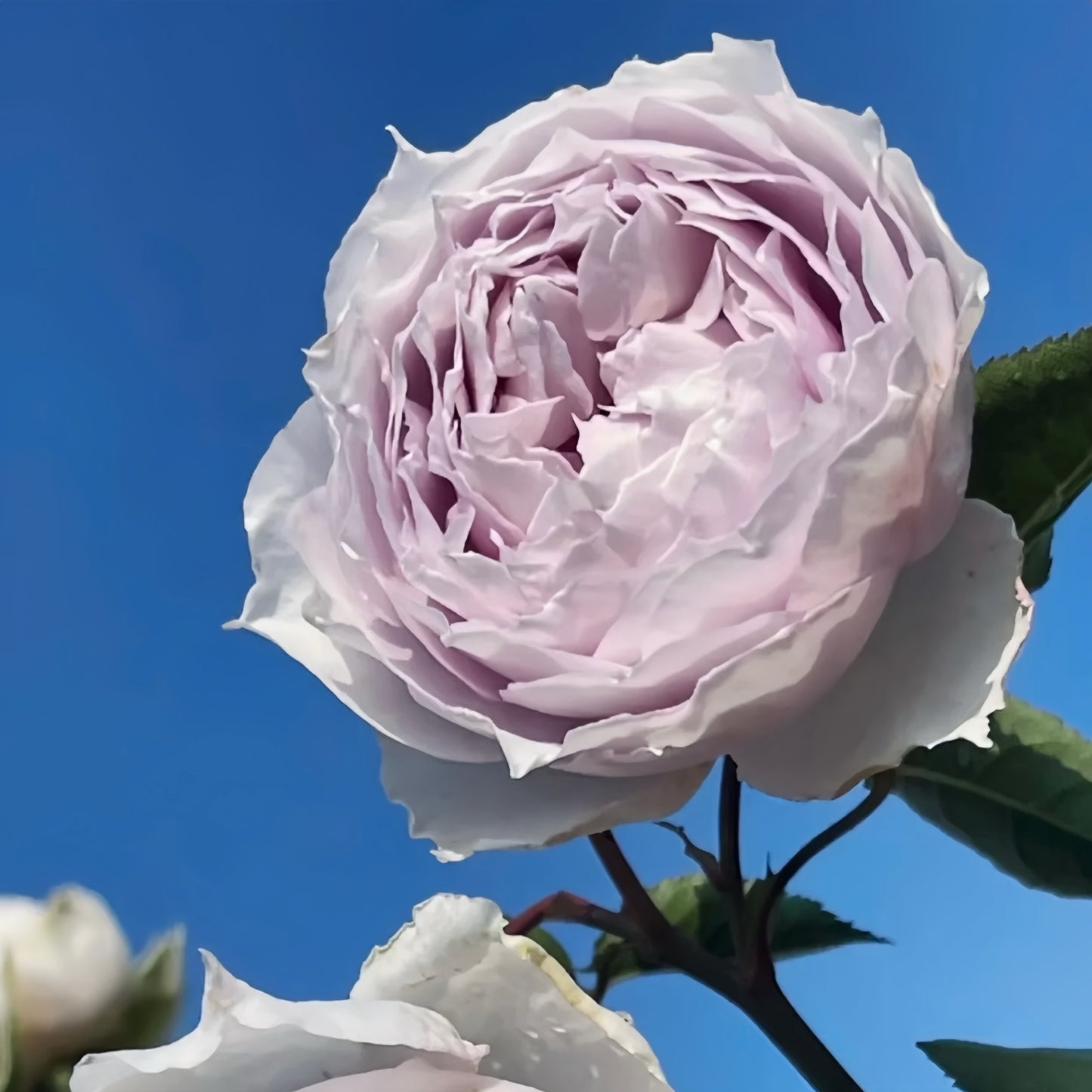 Rose Floating moon  浮月 new variety. Comes from Scheherazade.