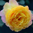 Rose "Huai xiang "comes from lady Emma Hamilton. 怀香