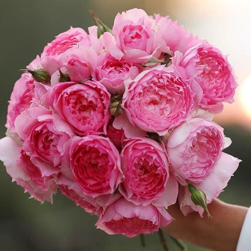 RongRongYue Rose-溶溶月｜Chinese shrub Rose