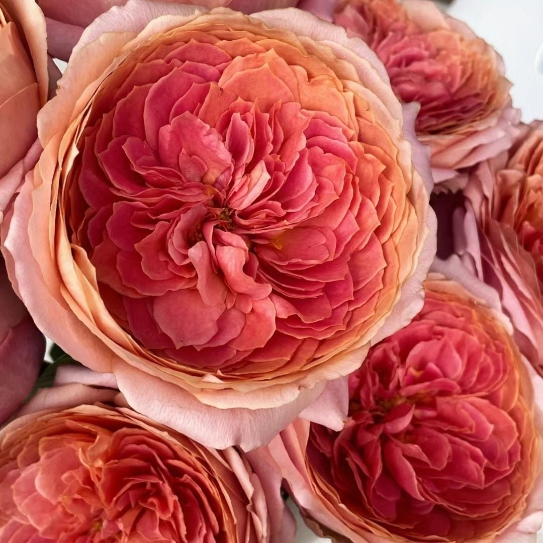 Romantic antike Rose-浪漫古董｜Germany Cut roses – Ergongzy
