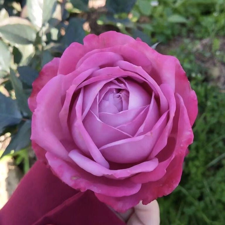 Perfu purple Rose.紫魂香水 – Ergongzy Roses