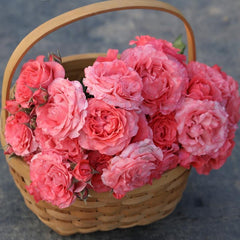 Corail gelee Rose-珊瑚果冻｜Japanese Shrub Rose