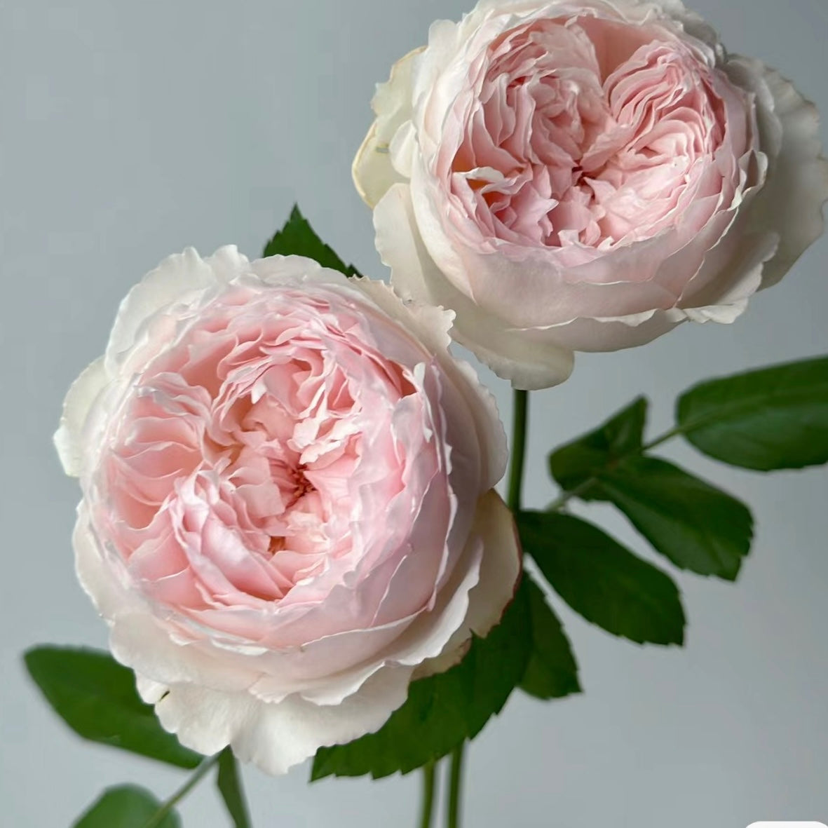 Cocotte Rose-可爱瓷｜Japanese Cut Rose