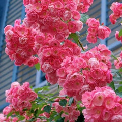 Angelica/Angela Rose-安吉拉｜ Germany Climbing Rose