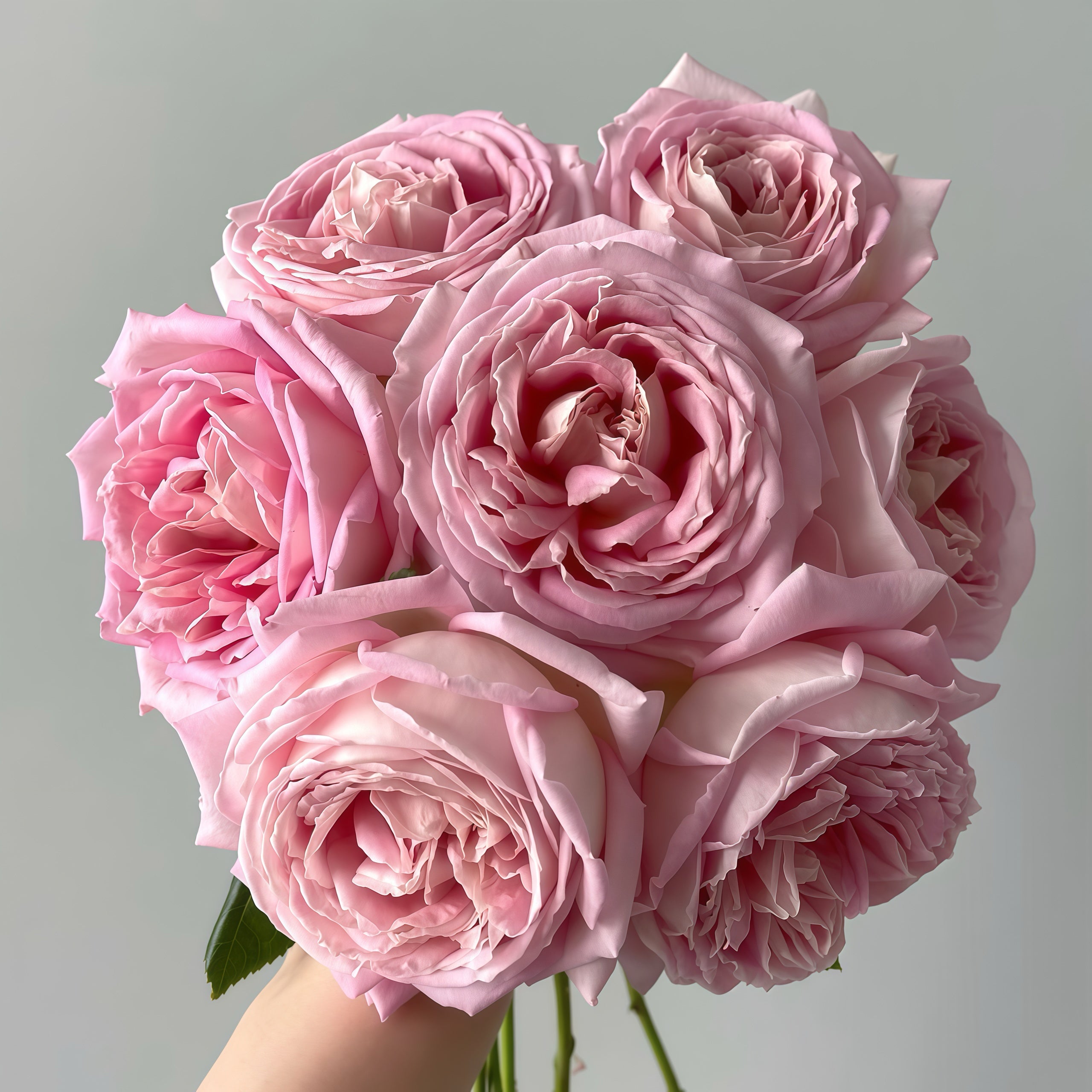 Ergongzy Roses 