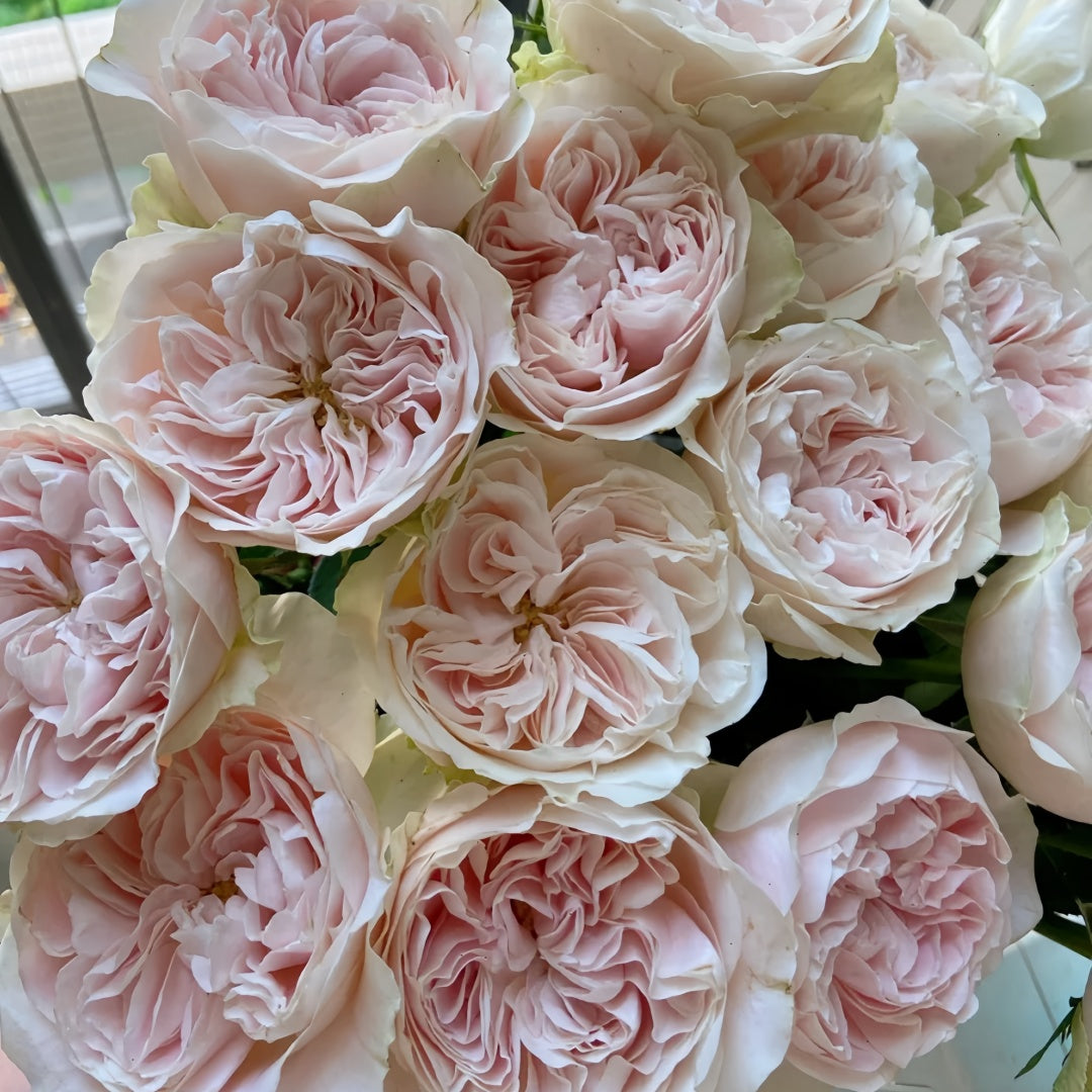 Chiffon Rose-雪纺稠/戚风｜France Cut Rose