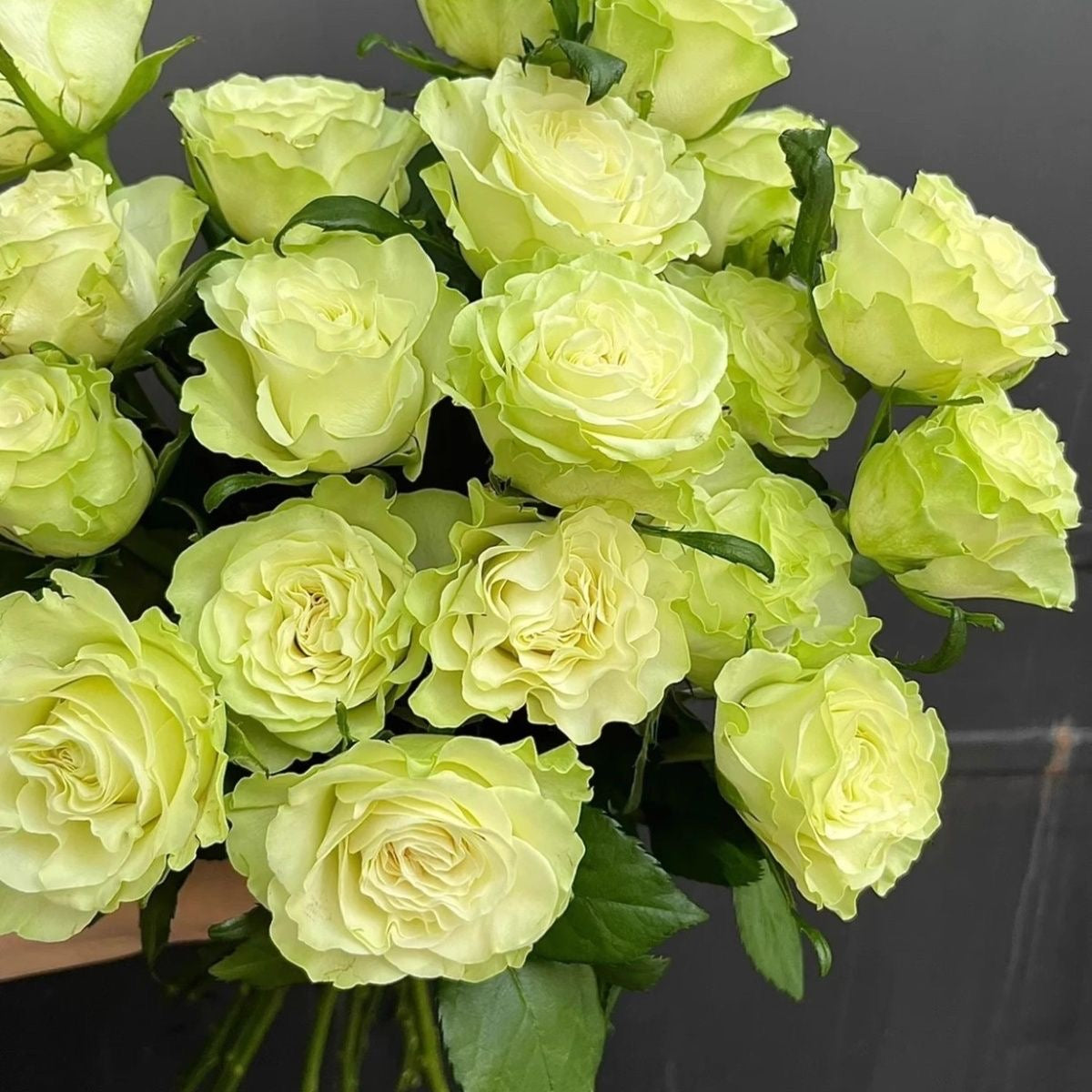 Schreurs Rose琉璃翠 – Ergongzy Roses