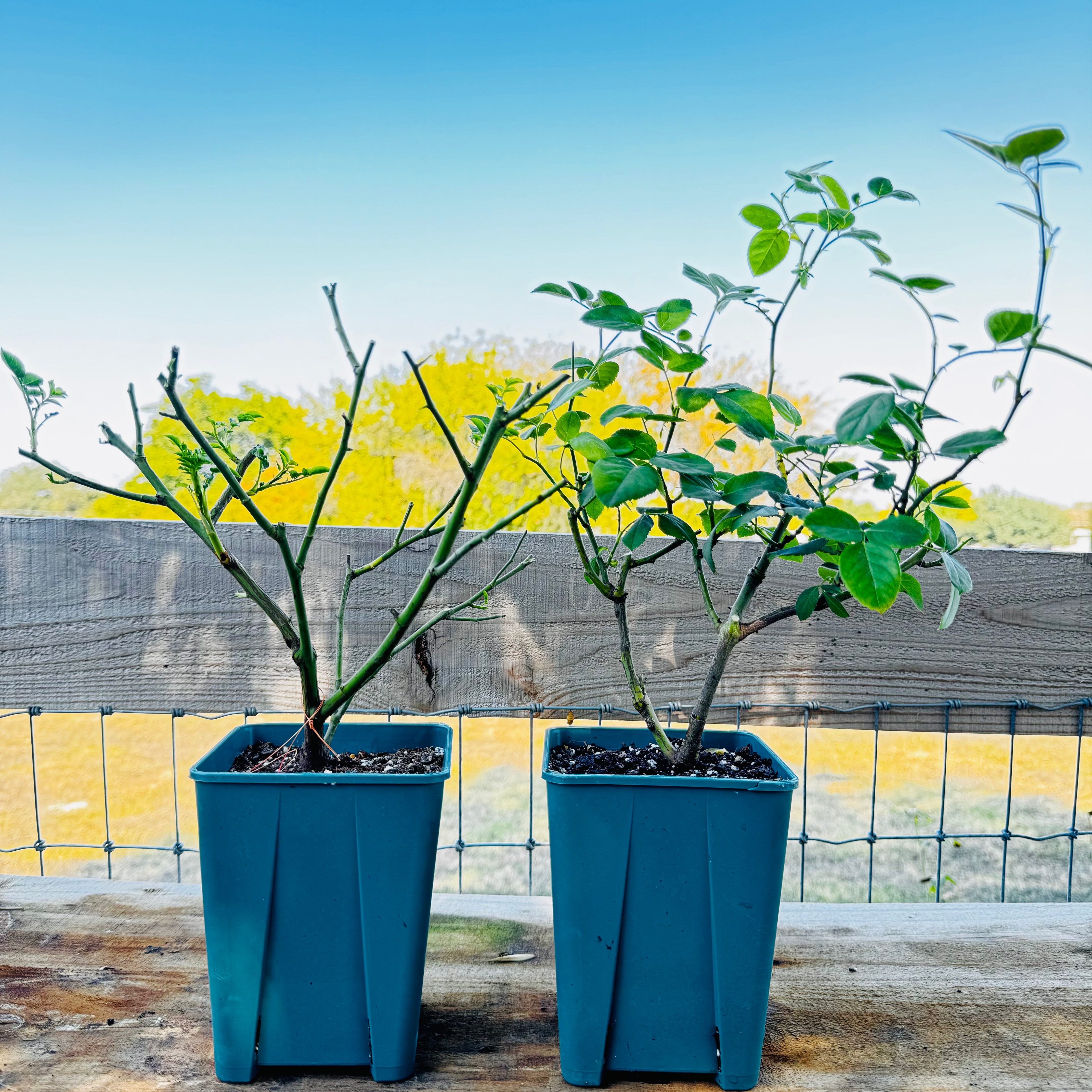 Angelica/Angela Rose-安吉拉｜ Germany Climbing Rose