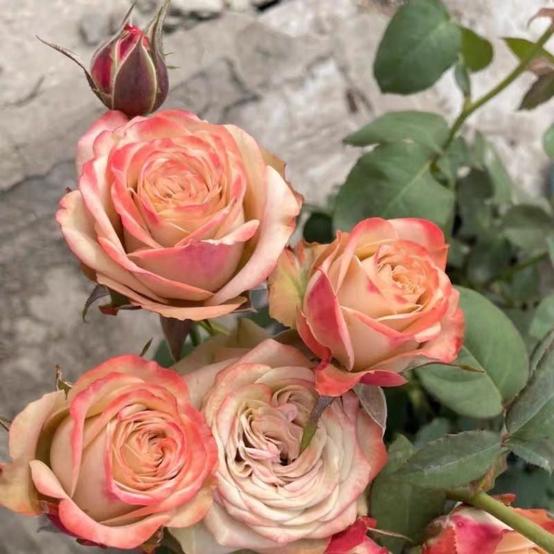 Cappuccino Rose.卡布奇诺 – Ergongzy Roses