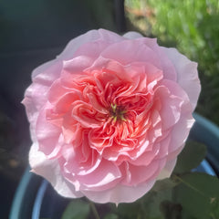 Indigo Rose-米粒｜Cut Rose